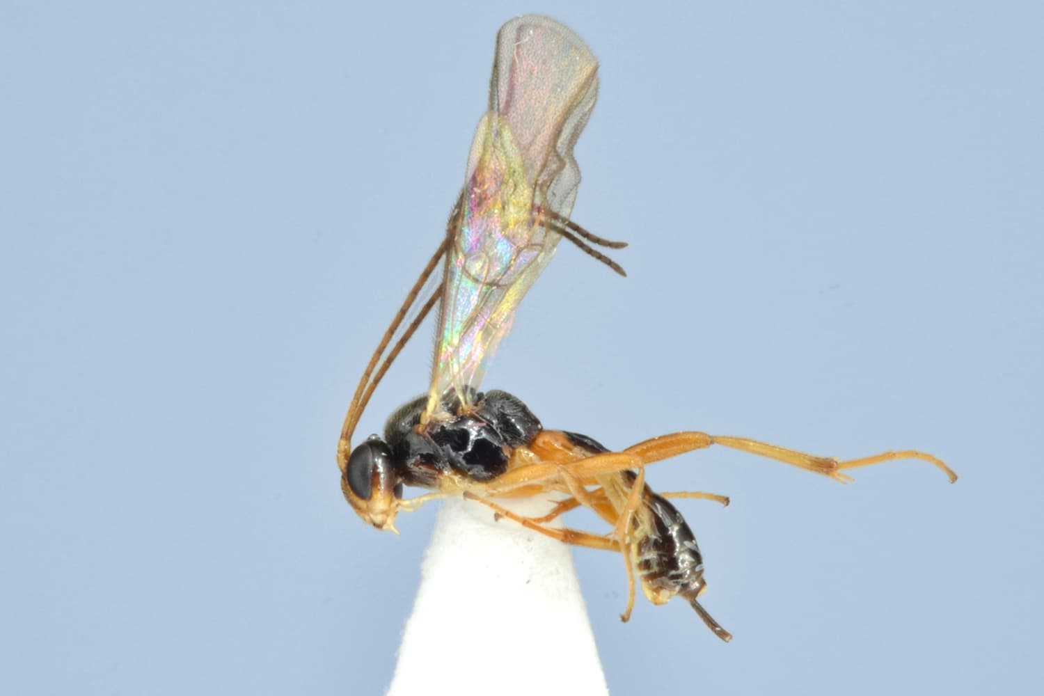 Default image